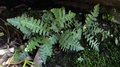 Asplenium capense B2.jpg