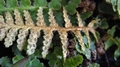 Asplenium capense B3.jpg