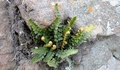 Asplenium cordatum E1.jpg