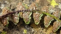 Asplenium cordatum E4.jpg