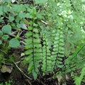 Asplenium erectum C1.jpg