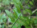 Asplenium erectum C2.jpg