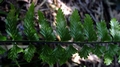 Asplenium erectum var erectum G2.jpg