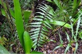 Asplenium friesiorum A1.jpg