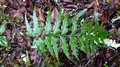 Asplenium friesiorum A2.jpg
