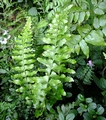 Asplenium inaequalaterale A1.jpg