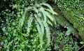 Asplenium monanthes H1.jpg
