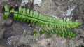 Asplenium monanthes H3.jpg