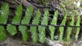 Asplenium platyneuron E4.jpg