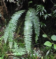 Asplenium protensum L1.jpg