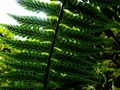 Asplenium protensum L4.jpg