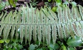 Asplenium protensum L5.jpg