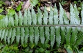 Asplenium protensum L6.jpg