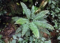 Asplenium rutifolium A1.jpg