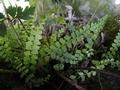 Asplenium stoloniferum E2.jpg