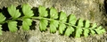 Asplenium stoloniferum E4.jpg