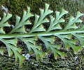 Asplenium theciferum G1.jpg