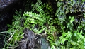 Asplenium trichomanes subsp quadrivalens E1.jpg