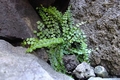 Asplenium trichomanes subsp quadrivalens E2.jpg