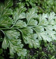 Asplenium varians subs fimbriatum J2.jpg