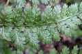 Athyrium  newtonii A3.jpg