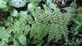 Athyrium  newtonii A6.jpg