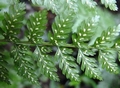 Athyrium  newtonii A7.jpg