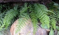 Athyrium schimperi H1.jpg