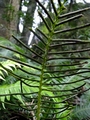 Blechnum attenuatum K3.jpg
