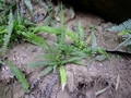 Blechnum australe L1.jpg