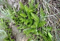 Blechnum inflexum H2.jpg