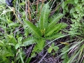 Blechnum inflexum H3.jpg