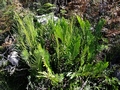 Blechnum tabulare C1.jpg