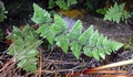 Cheilanthes buchananii A1.jpg
