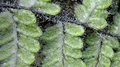 Cheilanthes buchananii A4.jpg