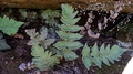 Cheilanthes buchananii B1.jpg