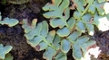 Cheilanthes dolomiticola B1.jpg