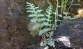 Cheilanthes dolomiticola B2.jpg