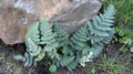 Cheilanthes eckloniana D5.jpg