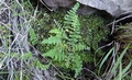 Cheilanthes hirta var brevipilosa E2.jpg