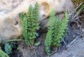Cheilanthes hirta var hirta D1.jpg