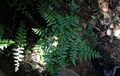 Cheilanthes quadripinata C1.jpg