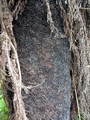 Cyathea dregei burnt trunk .jpg