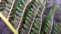 Cyathea dregei K1.jpg