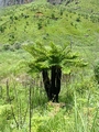 Cyathea dregei K1 (2).jpg