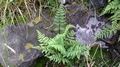 Cystopteris sp. F1.jpg