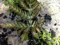 Doryopteris concolor H2.jpg