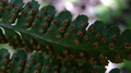 Dryopteris D. pentheri B1.jpg