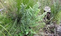 Dryopteris dracomontana F3.jpg