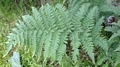 Dryopteris pentheri H1.jpg